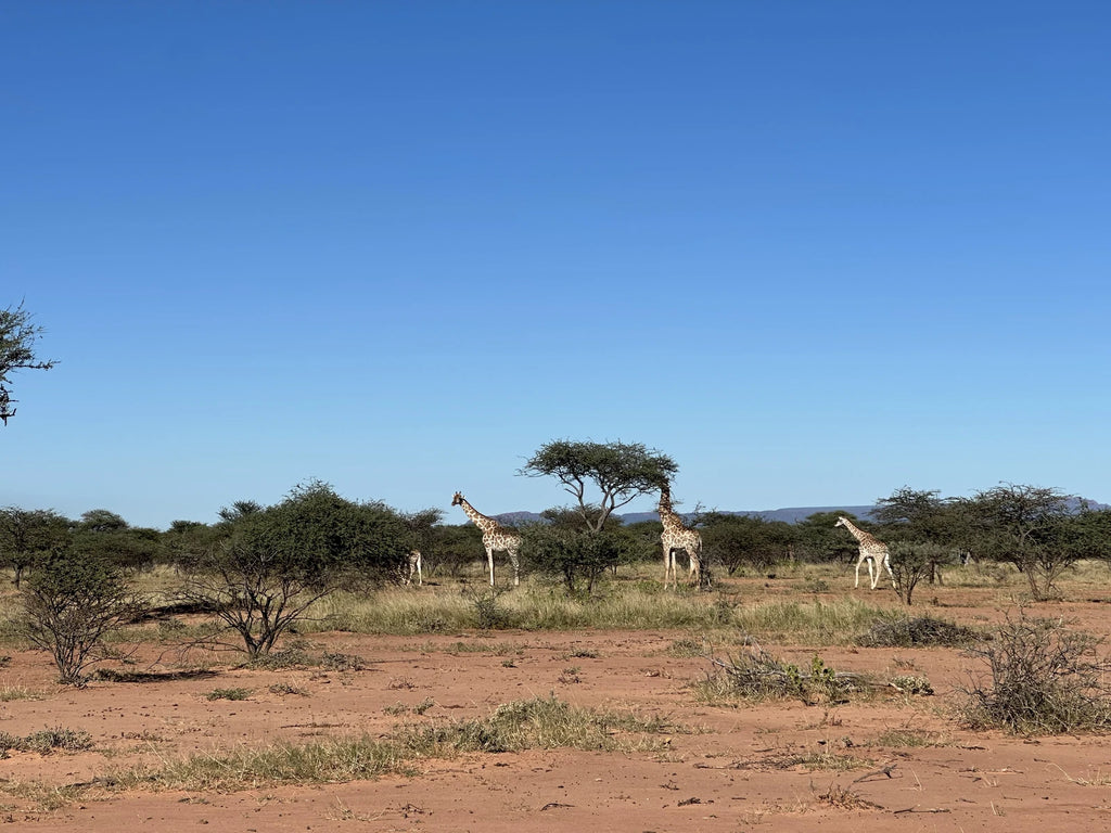 Waterberg Wilderness - ONE Namibia, Waterberg Namibia