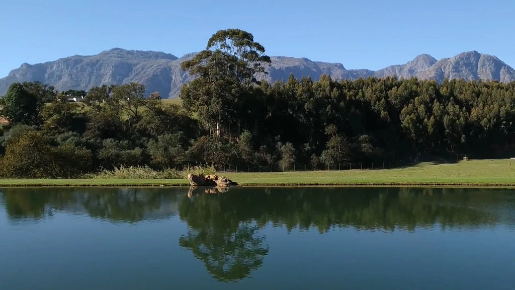 Webersburg Wine Estate, Stellenbosch South Africa