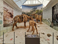 West Coast Fossil Park,  South Africa