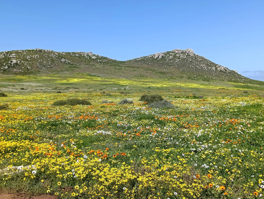 West Coast National Park, Langebaan South Africa