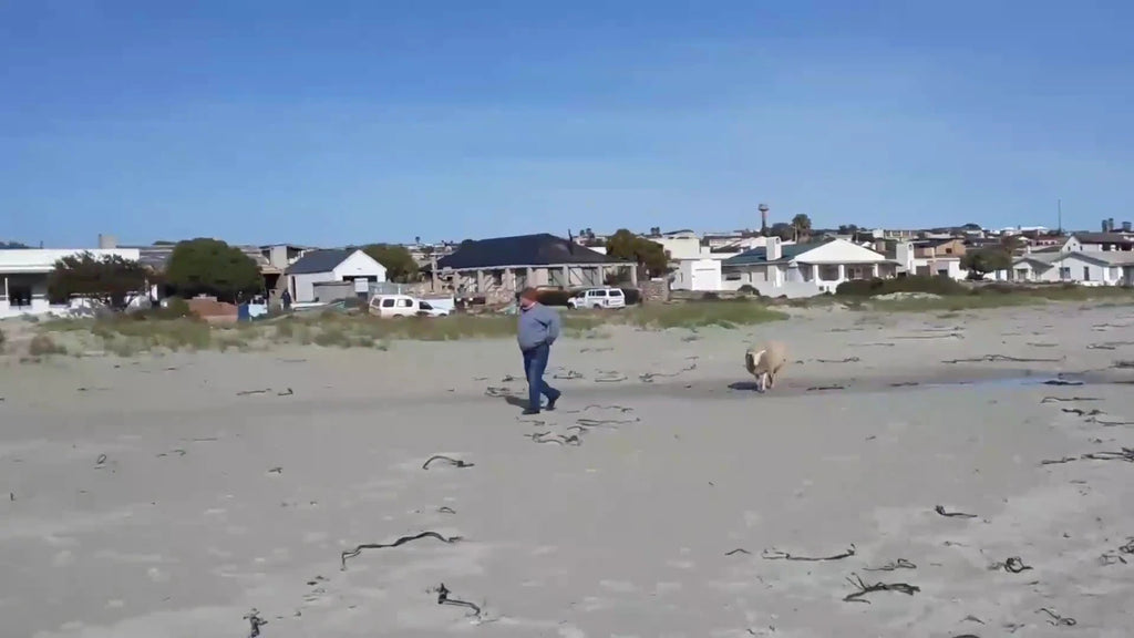 West Coast National Park, Langebaan South Africa