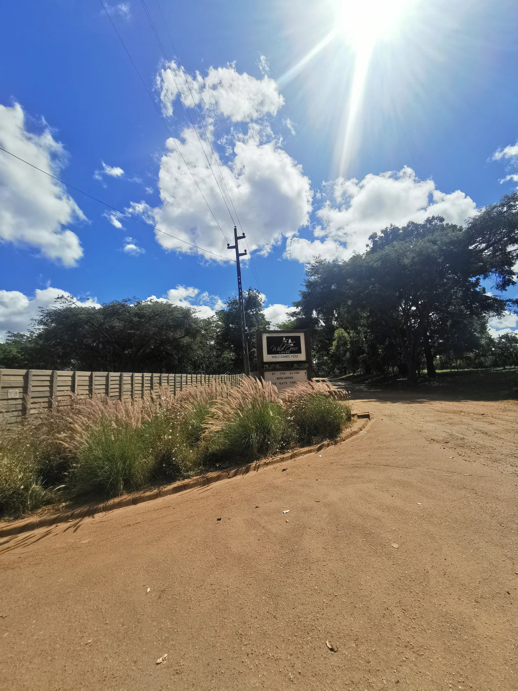 Wild Geese, Harare Zimbabwe