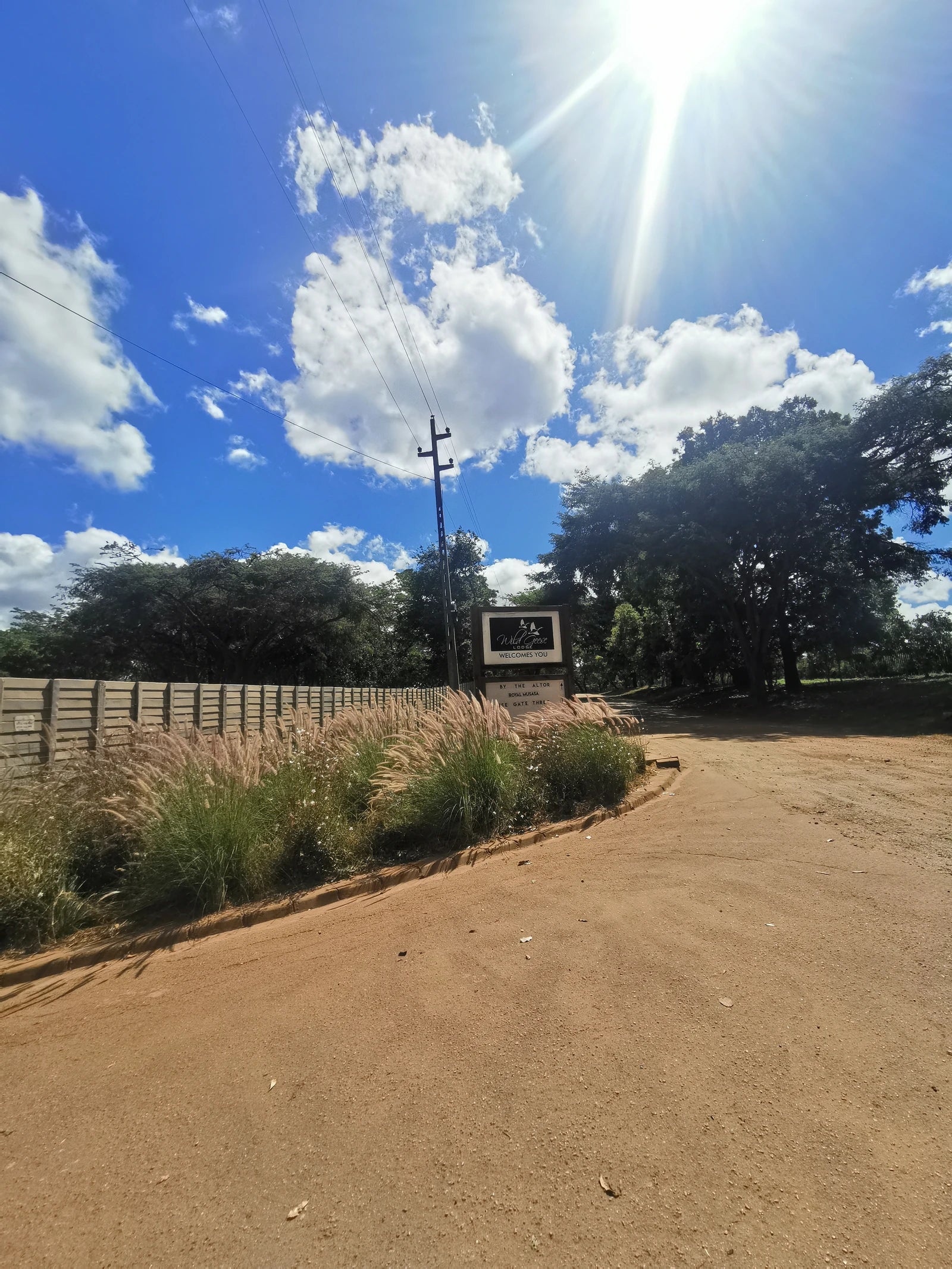 Wild Geese, Harare Zimbabwe
