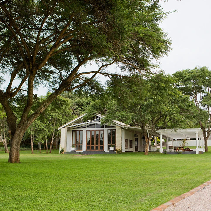 Wild Geese, Harare Zimbabwe