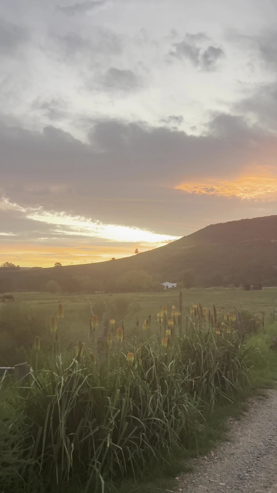 Wildebraam Berry Estate, Swellendam South Africa