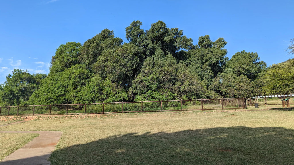 Wonderboom Nature Reserve, Pretoria South Africa