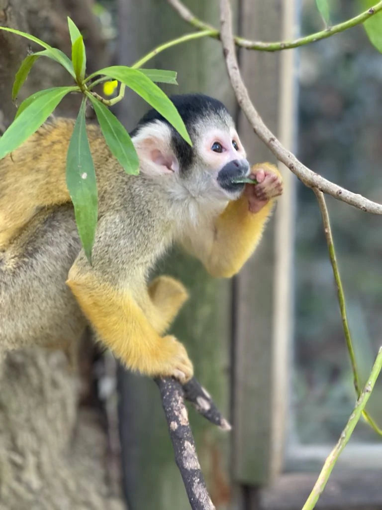 World of Birds Wildlife Sanctuary & Monkey Park, Cape Town South Africa