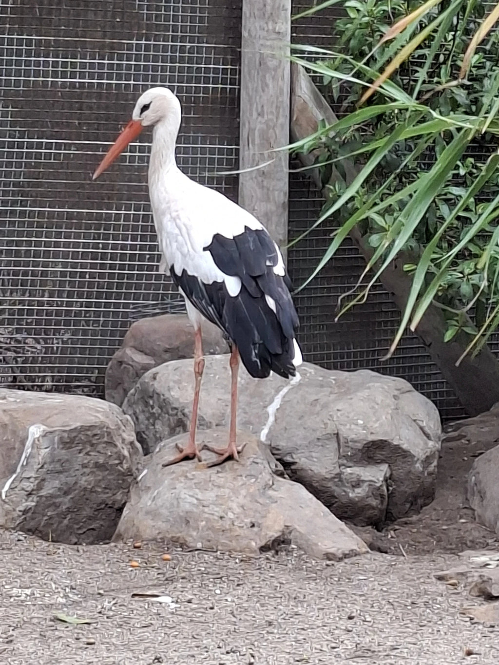 World of Birds Wildlife Sanctuary & Monkey Park, Cape Town South Africa