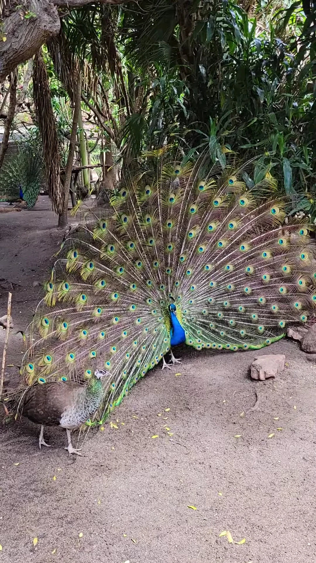 World of Birds Wildlife Sanctuary & Monkey Park, Cape Town South Africa
