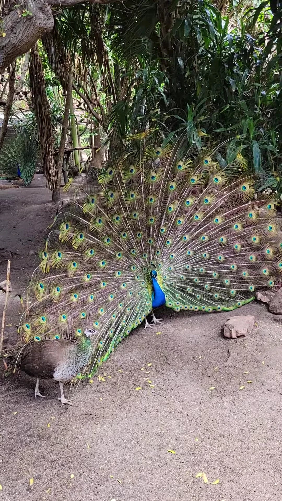 World of Birds Wildlife Sanctuary & Monkey Park, Cape Town South Africa