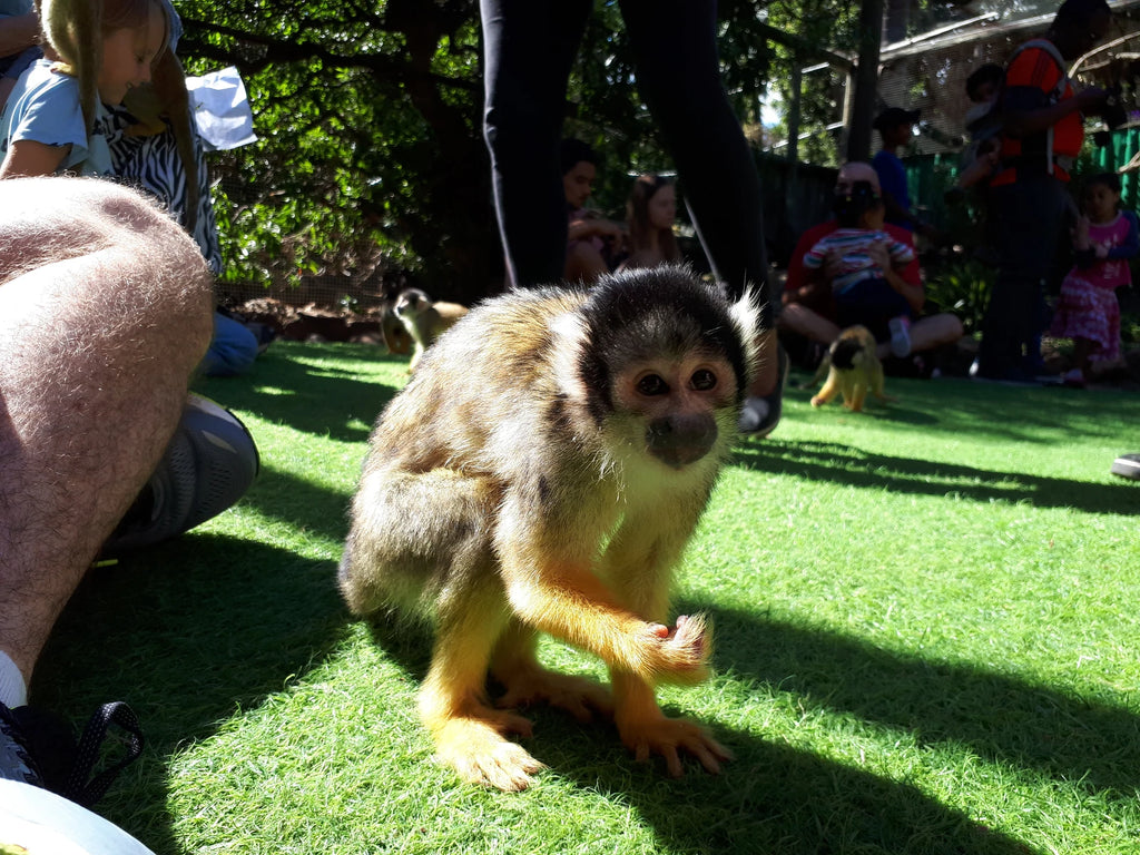 World of Birds Wildlife Sanctuary & Monkey Park, Cape Town South Africa