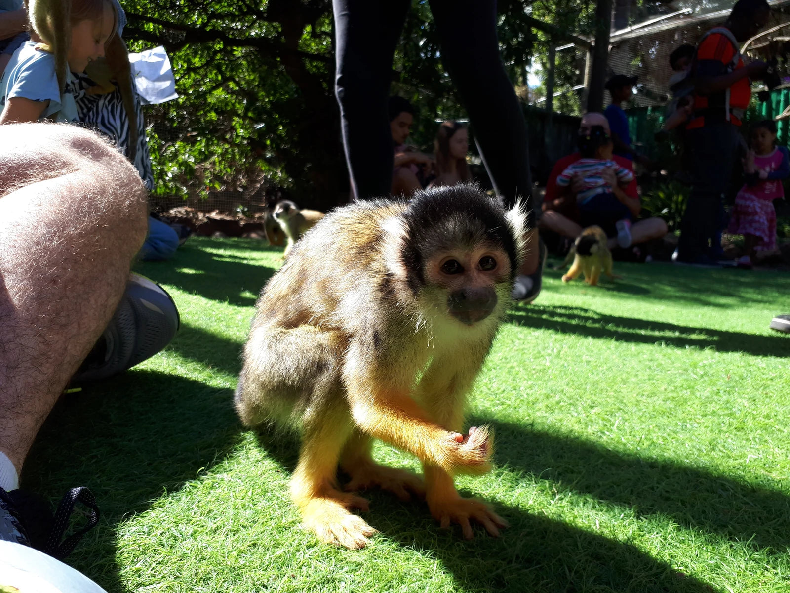 World of Birds Wildlife Sanctuary & Monkey Park, Cape Town South Africa