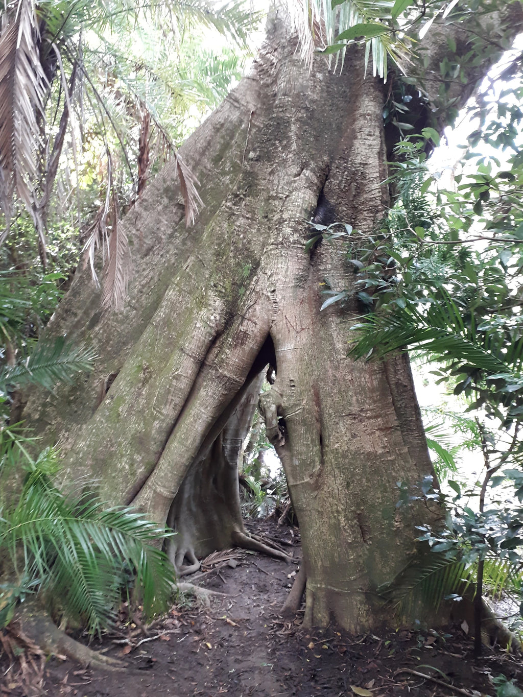 Yellowwood Forest Morgan Bay. Camping & Accommodation, Gxarha South Africa