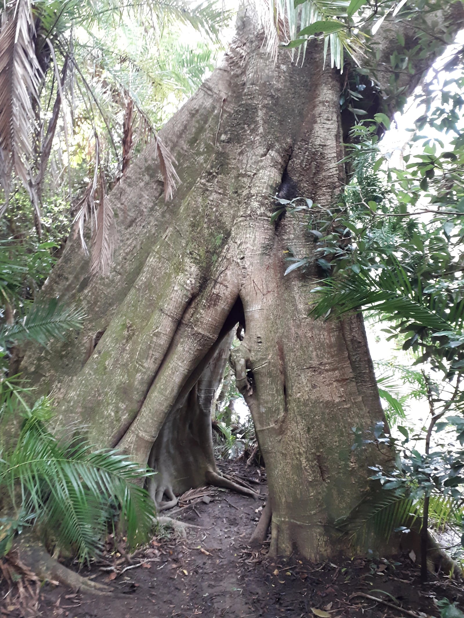 Yellowwood Forest Morgan Bay. Camping & Accommodation, Gxarha South Africa