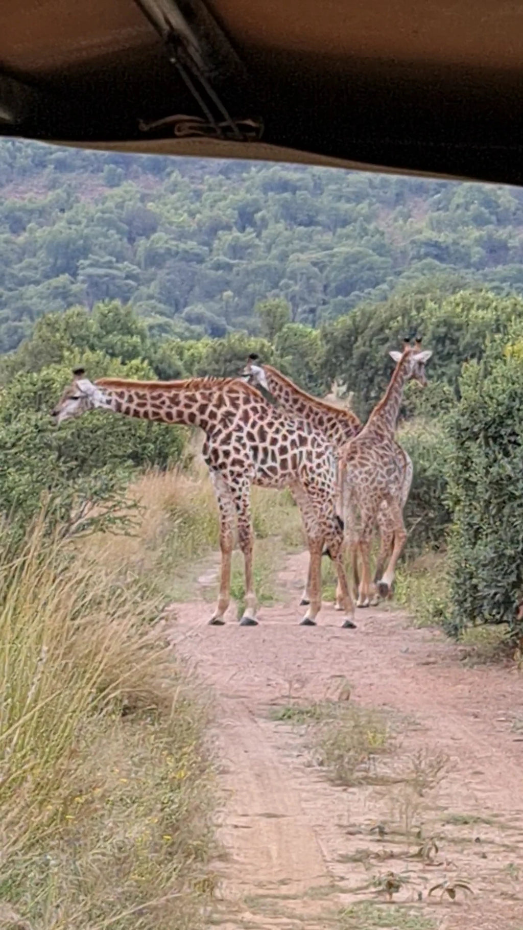 Zebra Nature Reserve, Leeuwkloof Cullinan South Africa