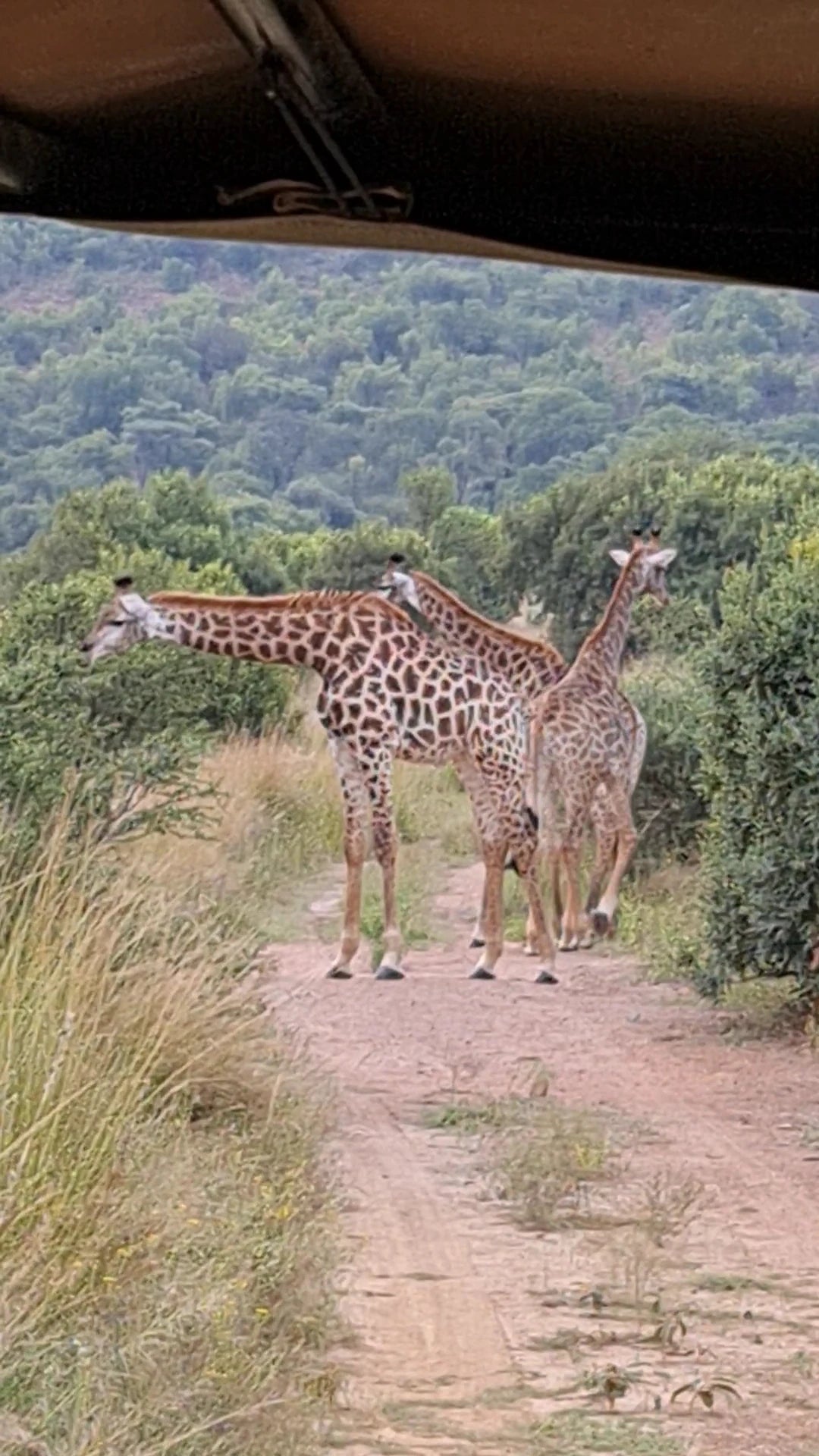 Zebra Nature Reserve, Leeuwkloof Cullinan South Africa
